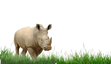 Rhino