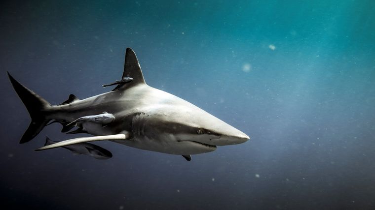 Shark